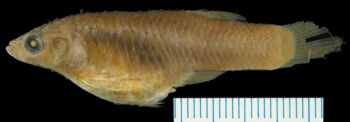 Media type: image;   Ichthyology 1300